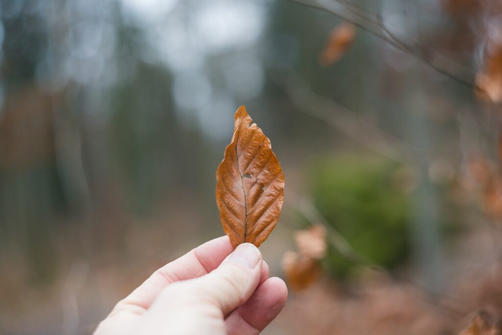 Fall Lawn Care Services